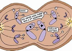 Image result for Stages of Mitosis Meme