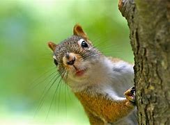 Image result for Squirrel That's Okay