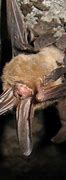 Image result for Virginia Big Eared Bat Upside Down