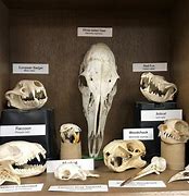 Image result for Small Animal Skulls Identification