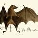 Image result for Antique Bat Illustration