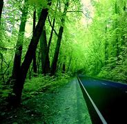 Image result for Green Screen Background 4K