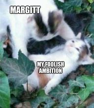 Image result for Elden Ring Cat Meme