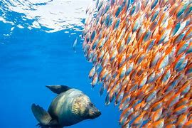 Image result for Underwater Marine Life