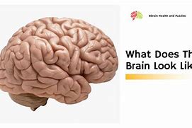 Image result for What Does a Brain Look Like