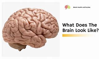Image result for What Do Brains Look Like