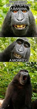 Image result for Silence Monkey Meme