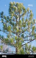 Image result for Southern Yellow Pine Microscope