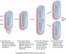 Image result for amitosis