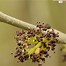 Image result for Fraxinus excelsior