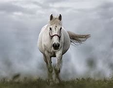 Image result for Horses