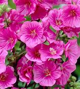 Image result for Pictures of Lavatera