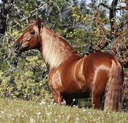 Image result for Chestnut Andalusian Horse