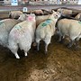 Image result for Penniston 11 Lamb