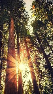 Image result for Android Wallpaper Nature