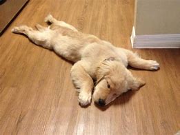Image result for Cute Baby Animals Sleeping Funny