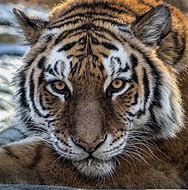 Image result for A Tiger Giving His Death Stare