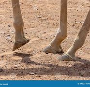 Image result for Giraffe Feet