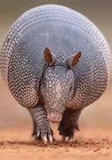 Image result for Armadillo Side View