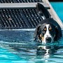 Image result for DIY Pool Dog Ramp