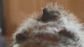 Image result for Fat Hedgehog