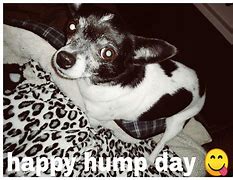 Image result for Chihuahua Hump Day Meme