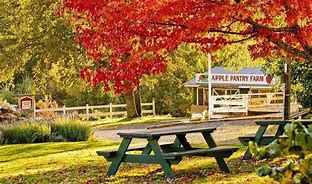 Image result for Apple Hill Thanksgiving