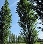 Image result for Populus nigra Italica