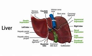 Image result for Liver Segments Biliary Drainage