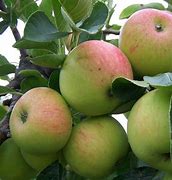 Image result for James Grieve Apple Tree