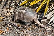 Image result for What Do Armadillos Eat