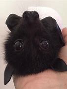 Image result for Cute Large Bat