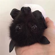 Image result for Cute Bat Face