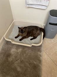 Image result for Senior Cat Litter Box