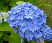 Image result for blue flower