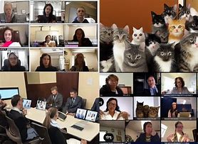 Image result for All Cat Zoom Meeting