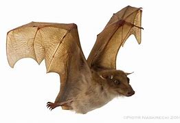 Image result for Fruit Bat Ebola