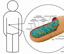 Image result for choroba_mitochondrialna