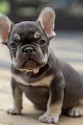 Image result for Smallest French Bulldog