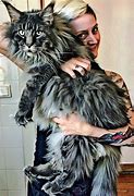 Image result for Maine Coon Cat Being Held