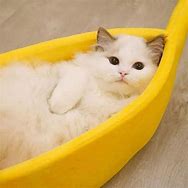 Image result for Banana Cat Bed