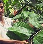 Image result for Conching Cocoa Beans