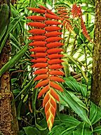Image result for Cecropia Lobster Claw