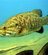 Image result for Bass Fish Swimming