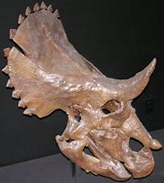 Image result for 3D Printed Dinosaur Skull