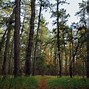 Image result for What Forests Are in New Jersey