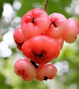 Image result for Water Apple Fruit Tree