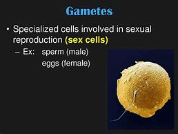 Image result for Gametes Biolgy