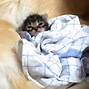 Image result for Cat in Bed Reading Email Meme