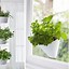 Image result for Hang Ceiling Plants